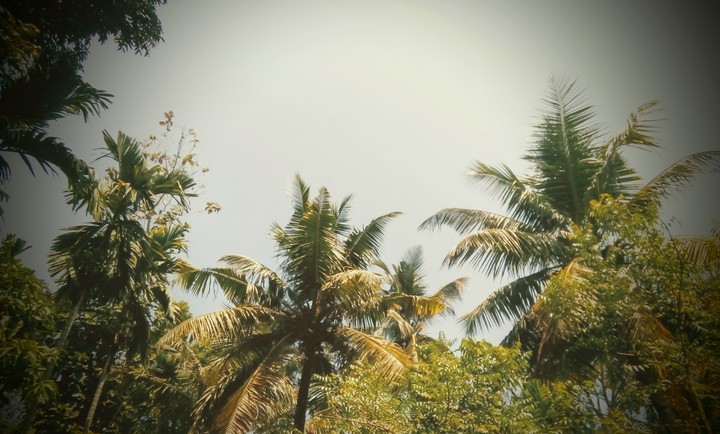 Trees