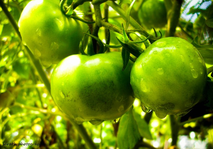 tomato