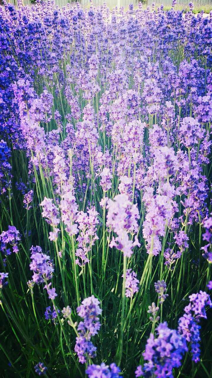 Lavender