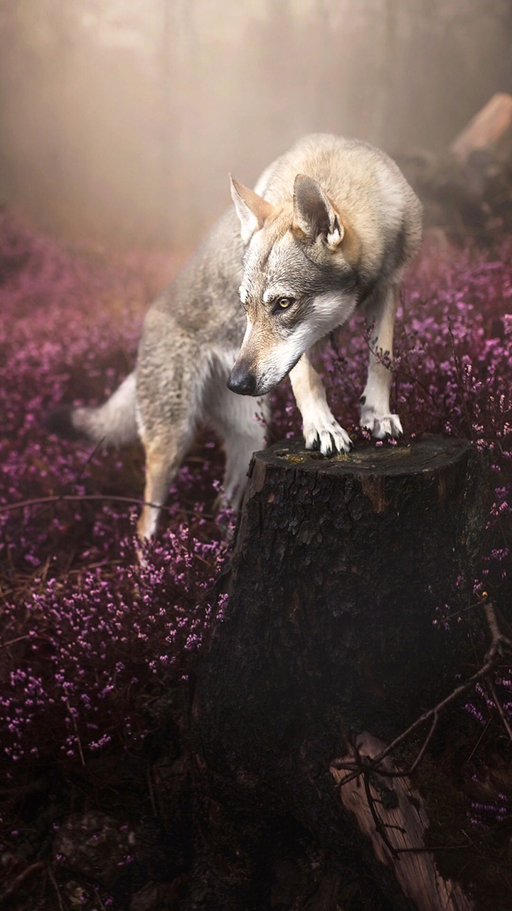 wolf