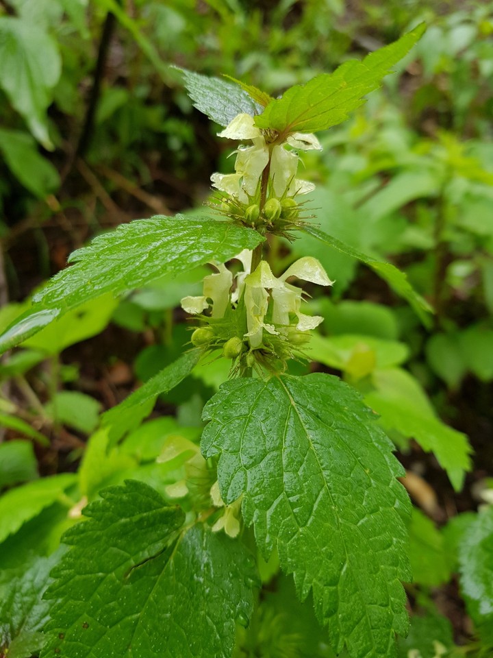 wild flower