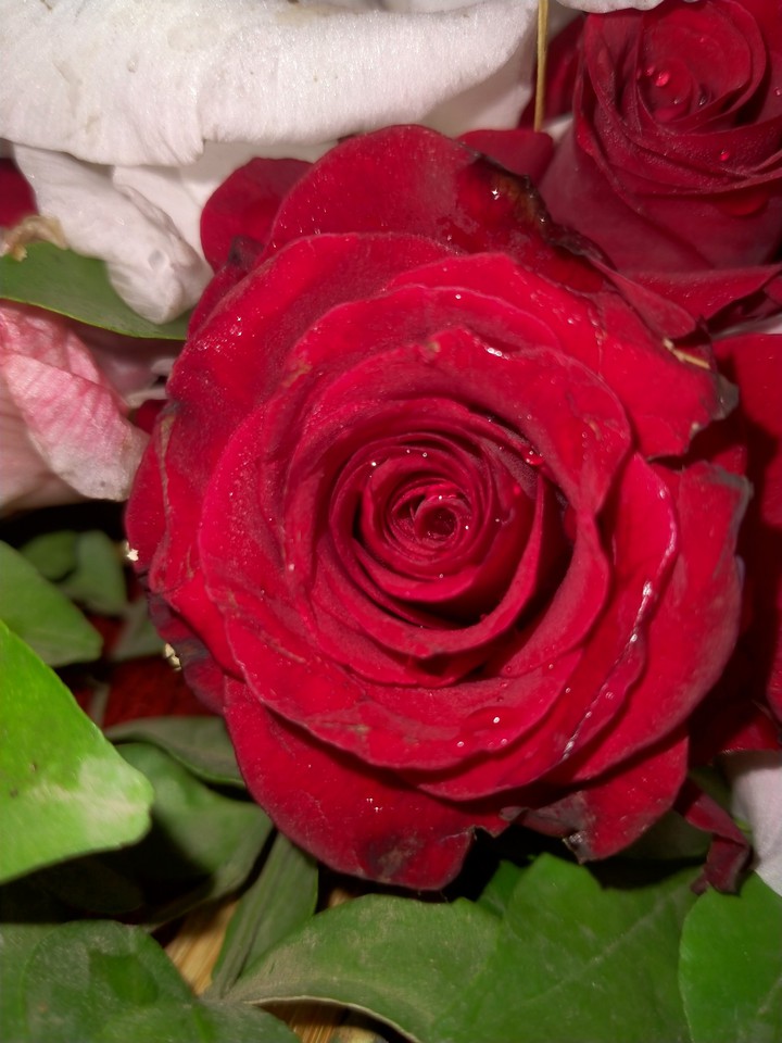 rose..