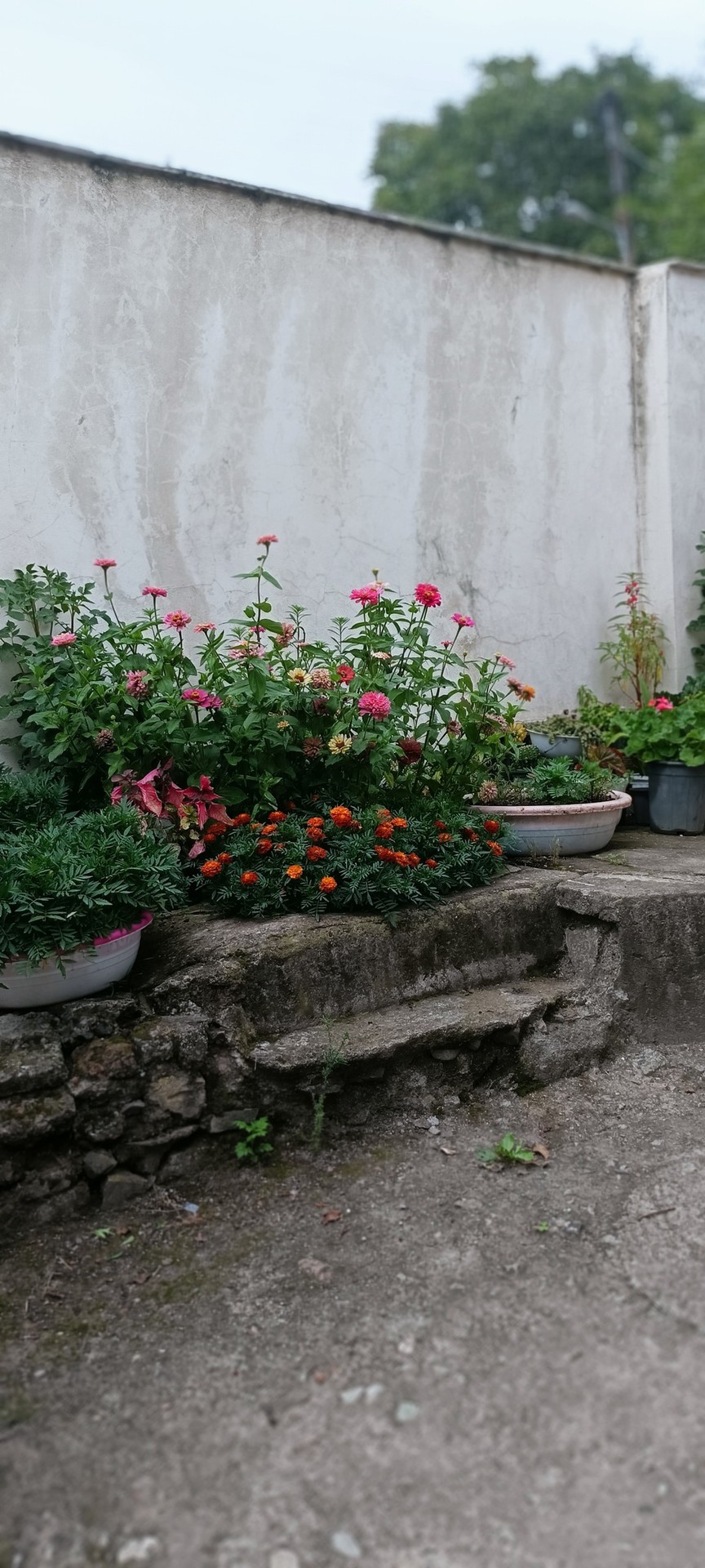 floristry, spring Hintergrundbilder