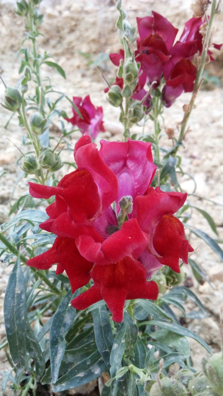 ورد