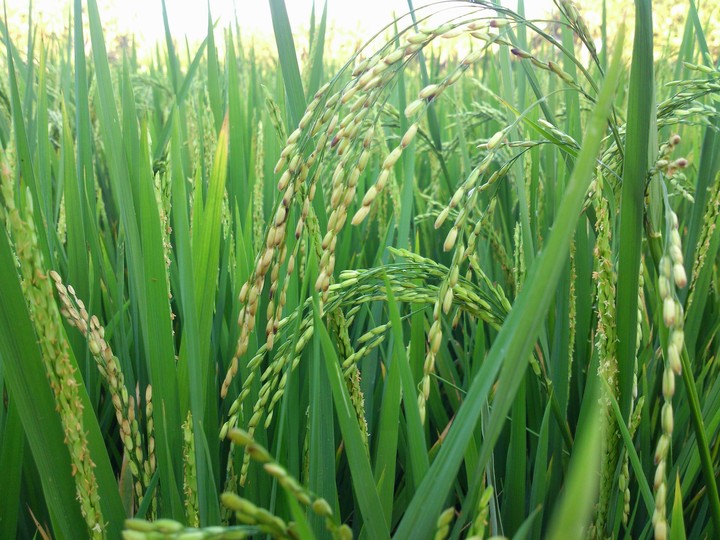 paddy crop