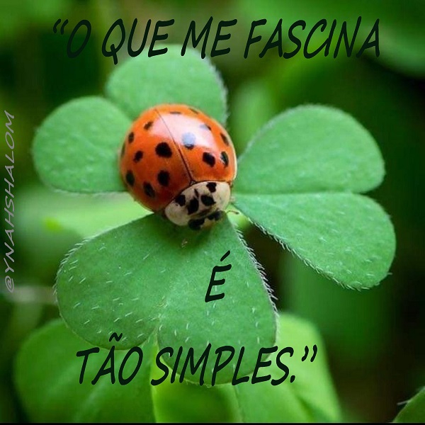 Frases de sabedoria