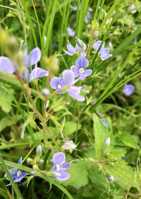 grass, beautiful वॉलपेपर