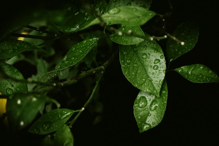 rain