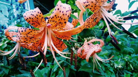 Tiger lily