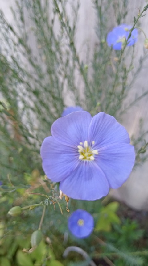 plant, flower wallpapers