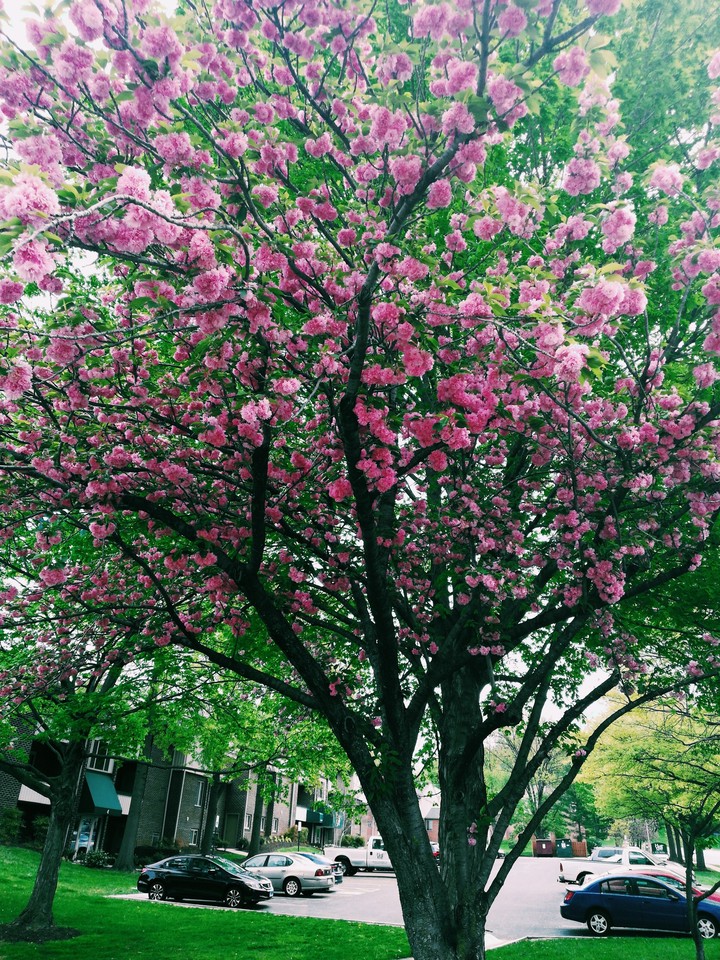 cherry tree