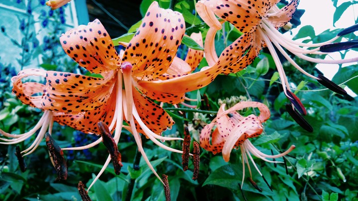 Tiger lily