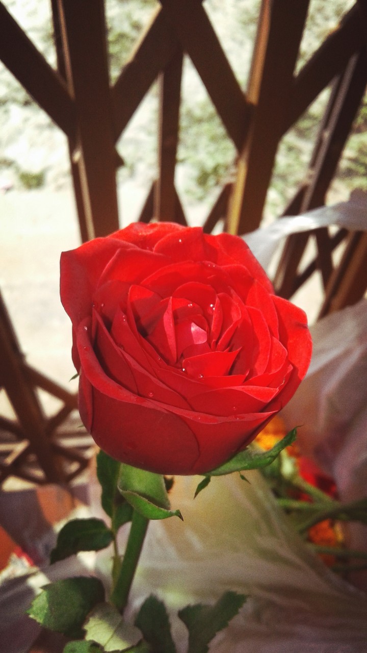 #rose #not_animated