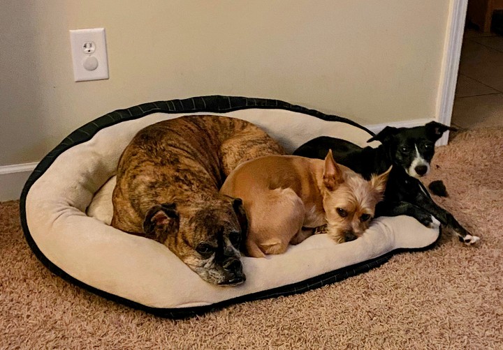3 Murray dogs