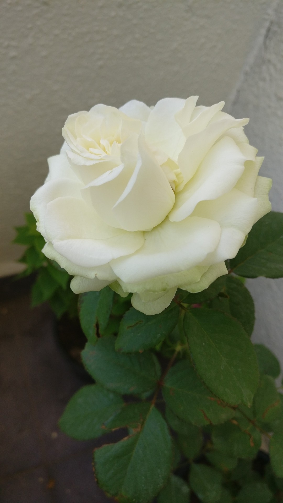 White Rose
