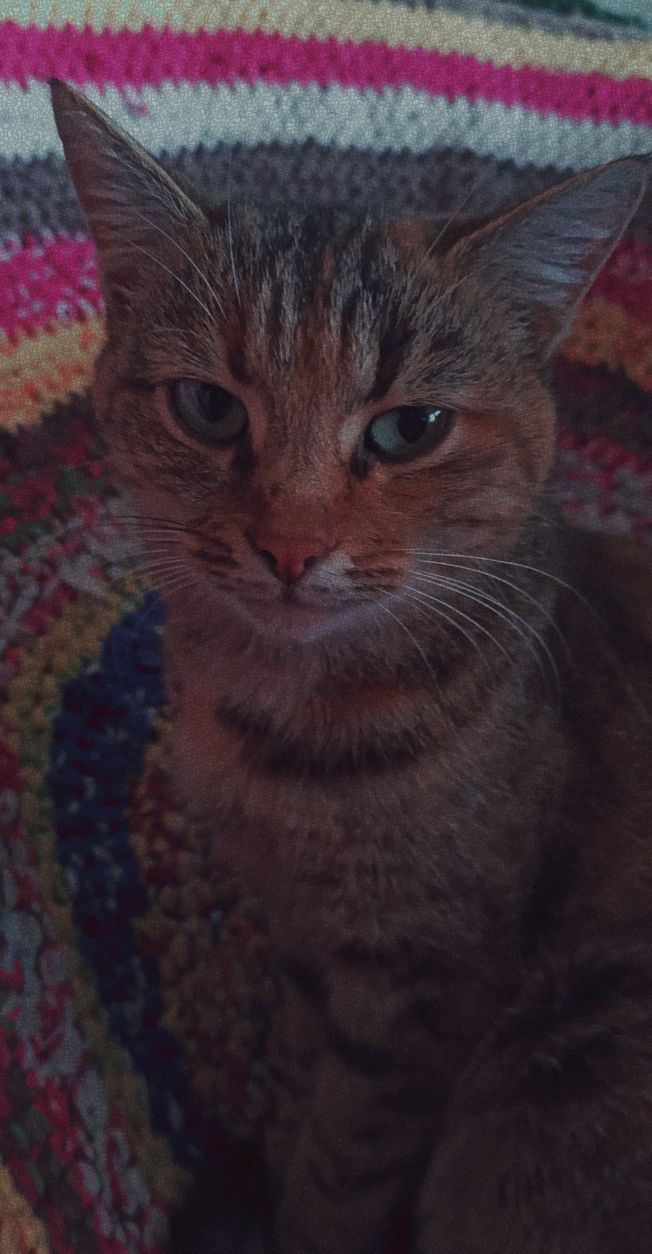 cat