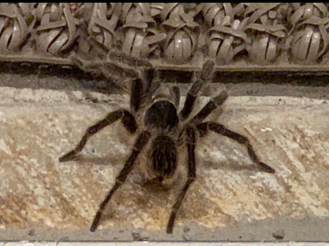 araña