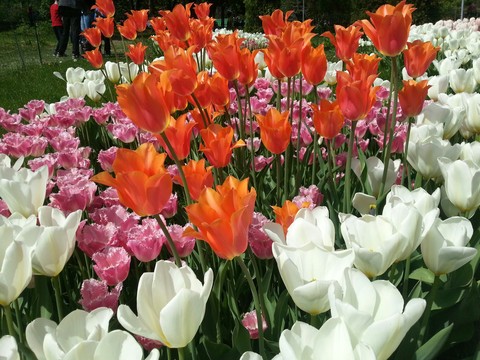 flowers
