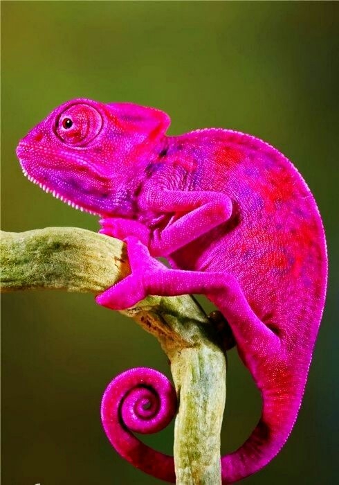 camaleón rosado
