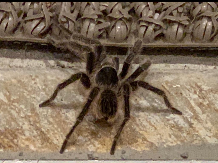 araña