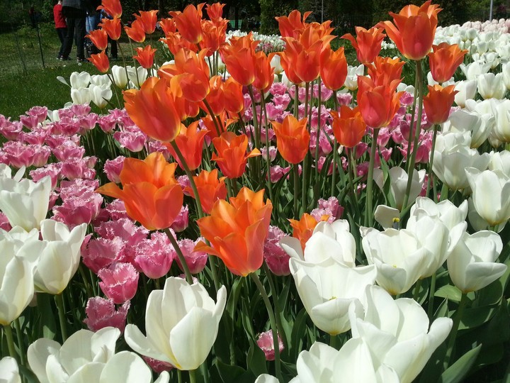 flowers