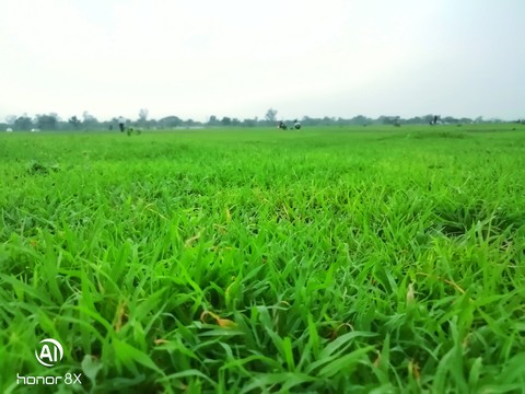 Green grass