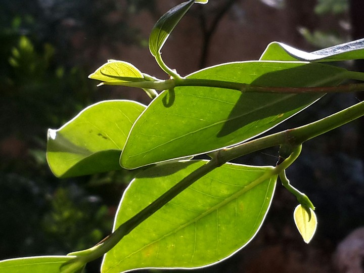 plant