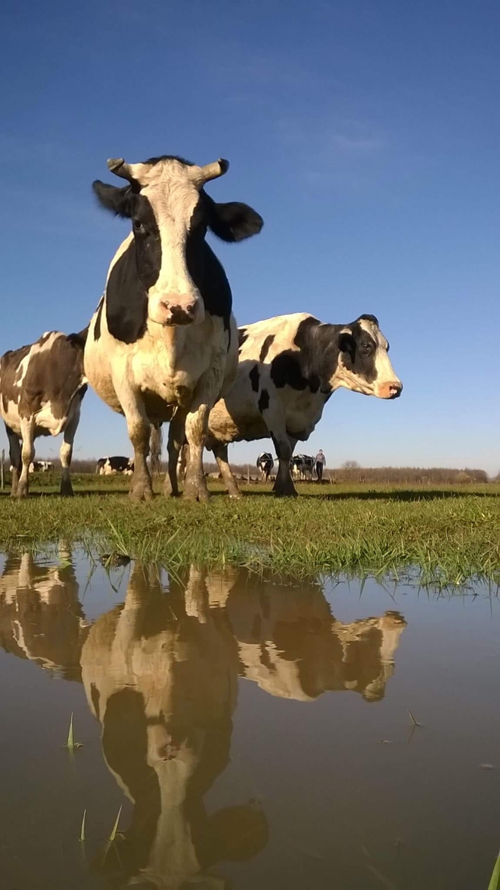 Cow