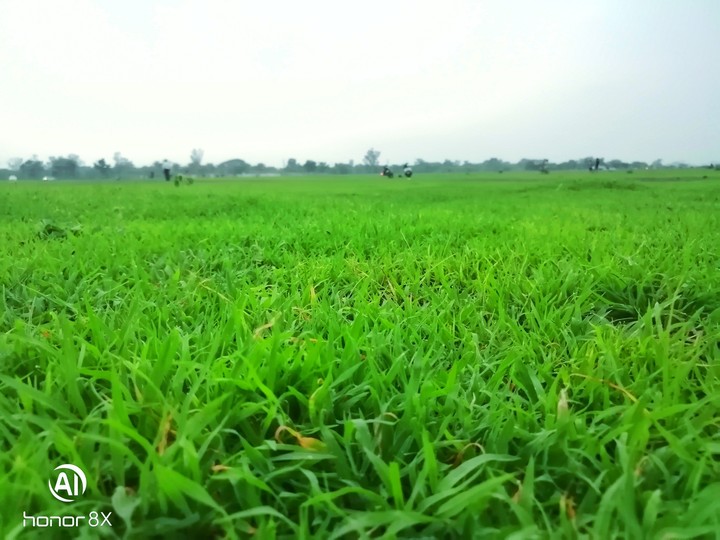 Green grass