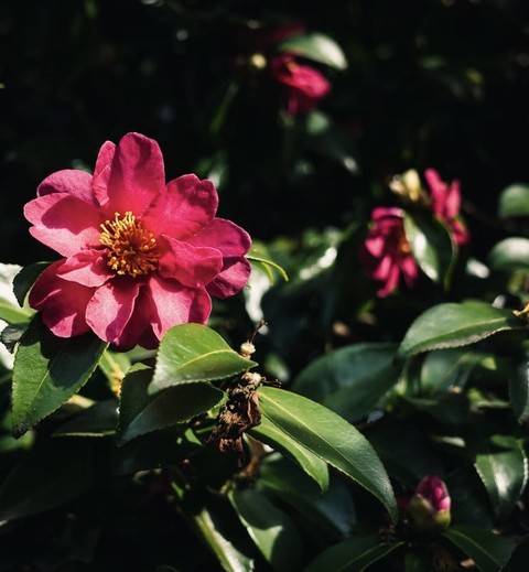 רקעים pink, petal