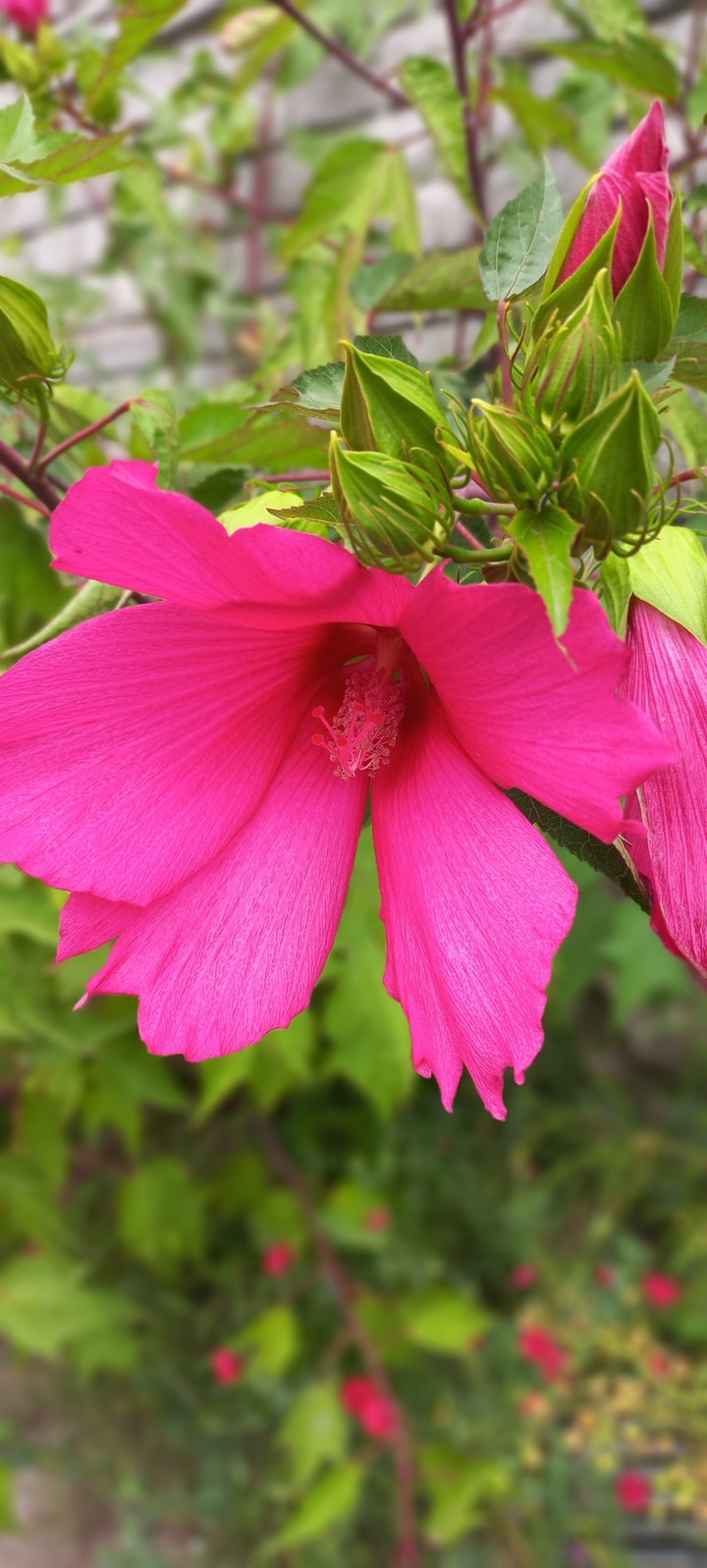 petal, flower duvar kağıtları