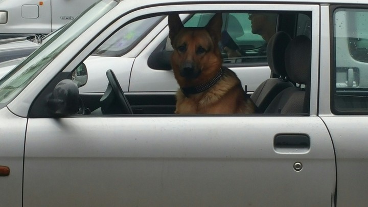 dog in the car