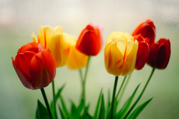 bouquet of flowers
