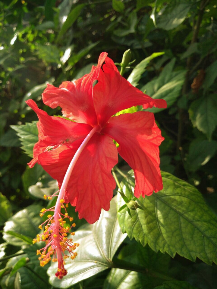 beautiful flower picture