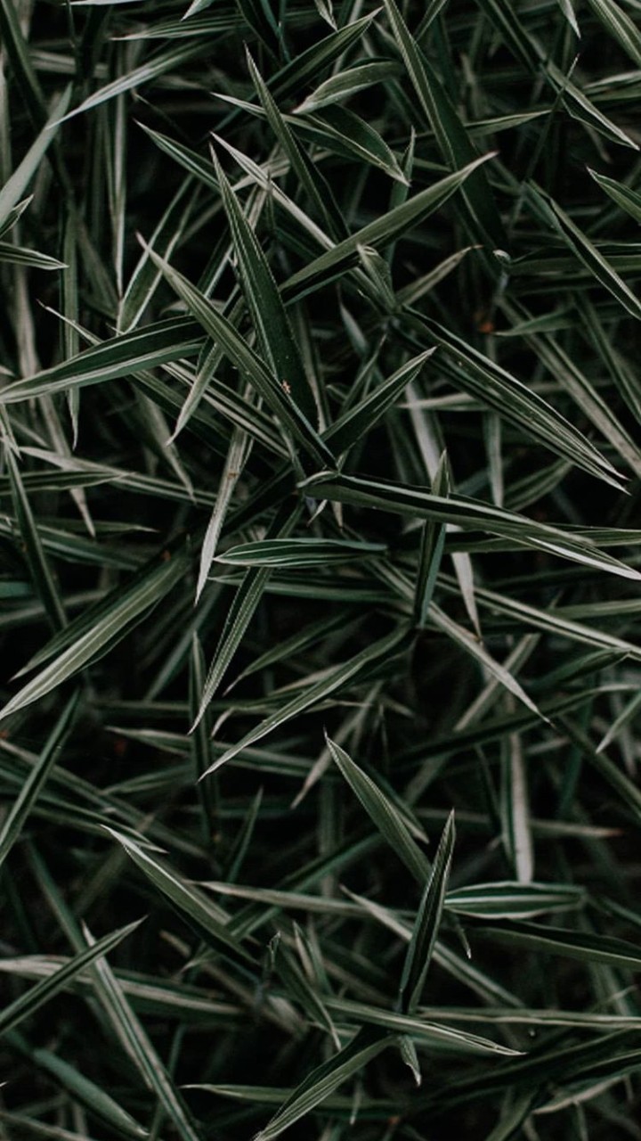 Grass