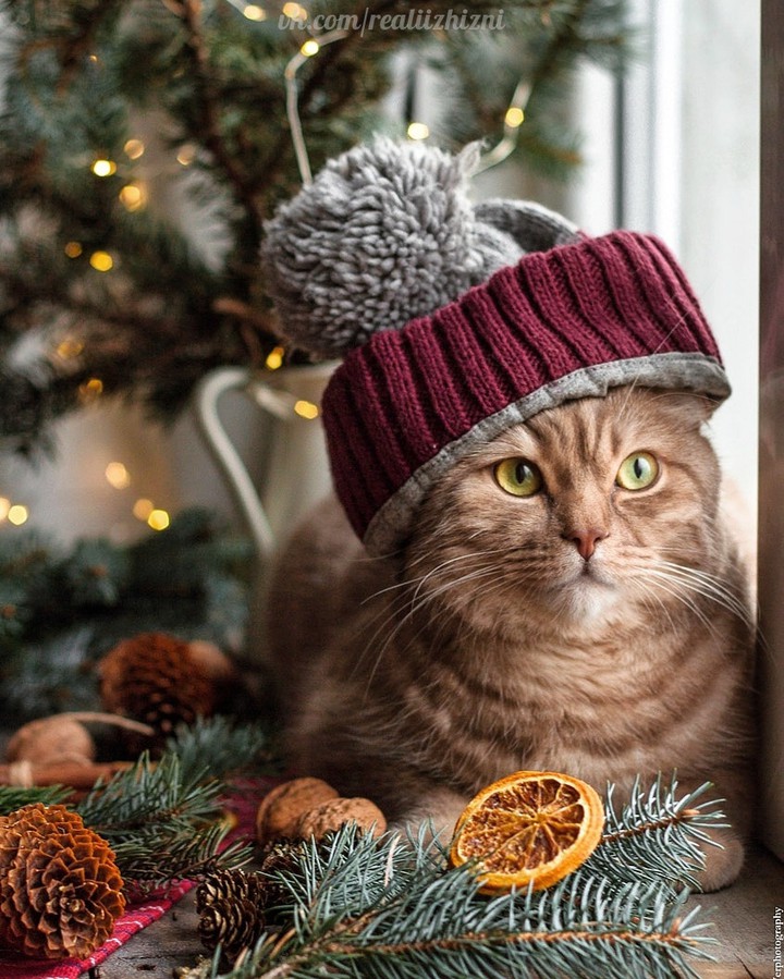 ❄ ❤️