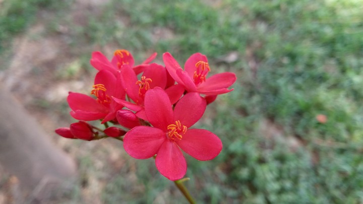 beautiful flowers