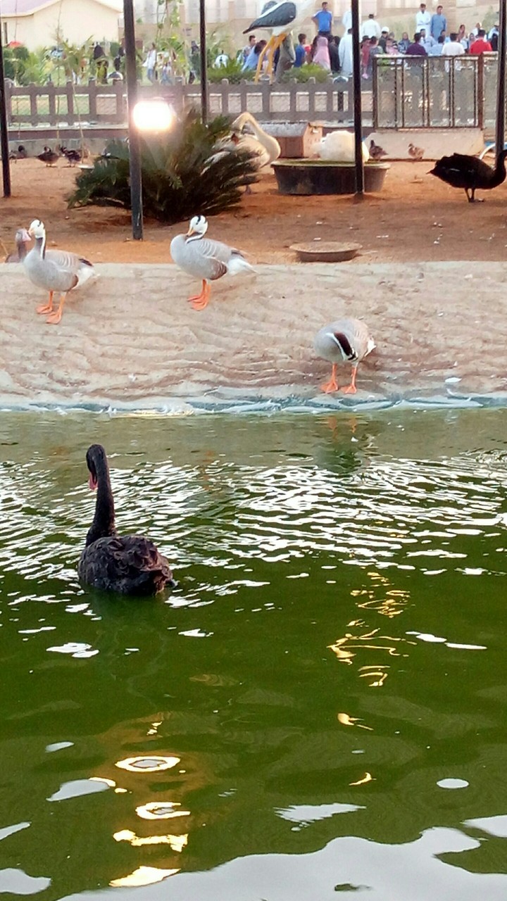 zoo