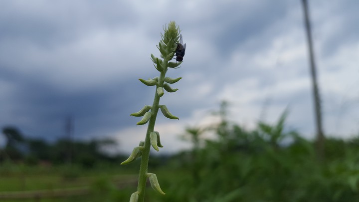 insect