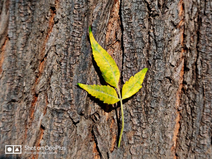 YELLOW LEAF