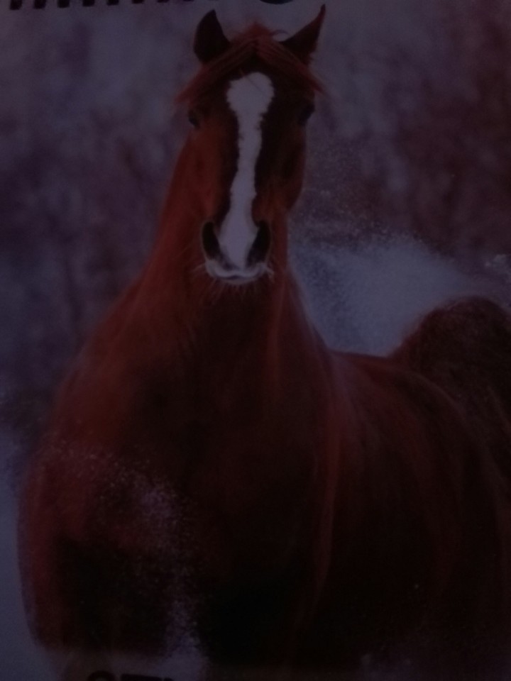 horse