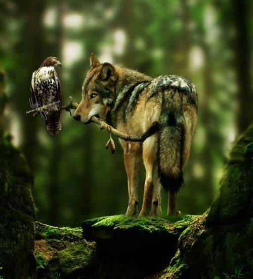 Wolf mit Falke