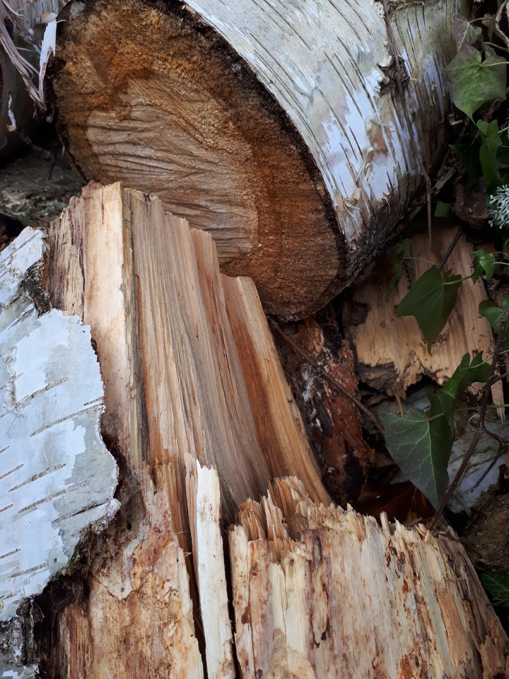 bois coupé aujourd'hui
