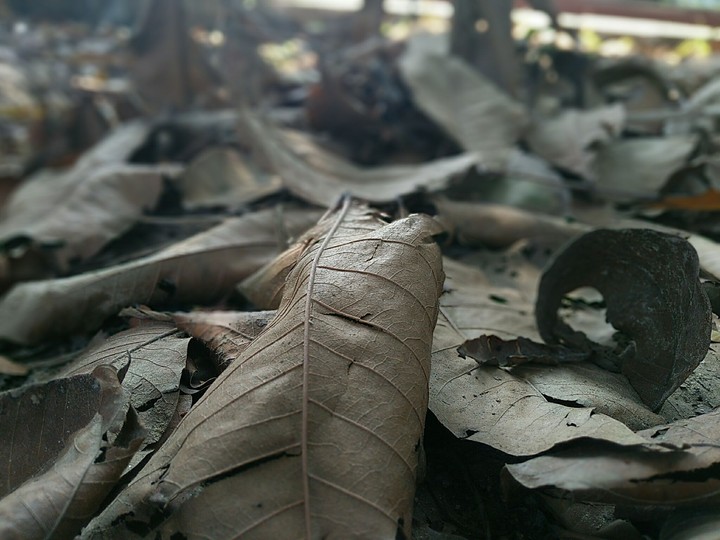 Leaf