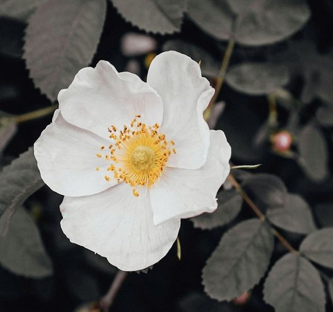 רקעים petal, flower