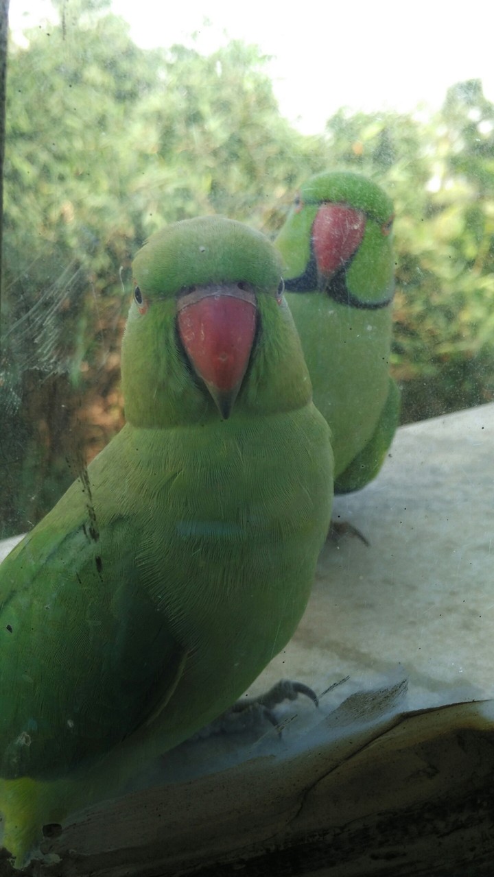 Love Couple