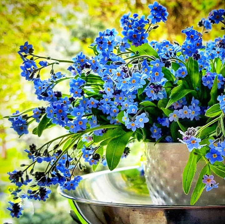 forget-me-not