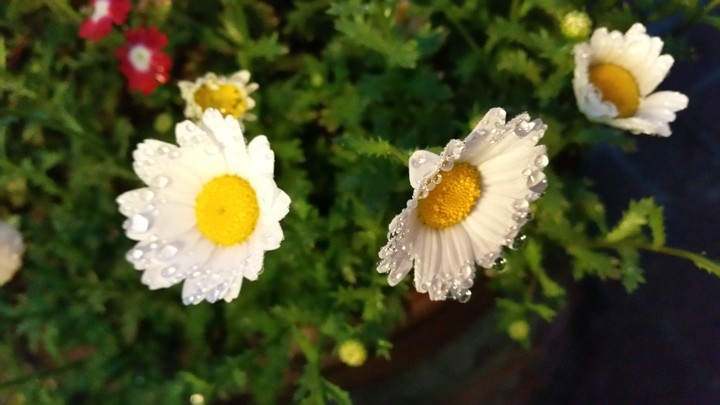 소국