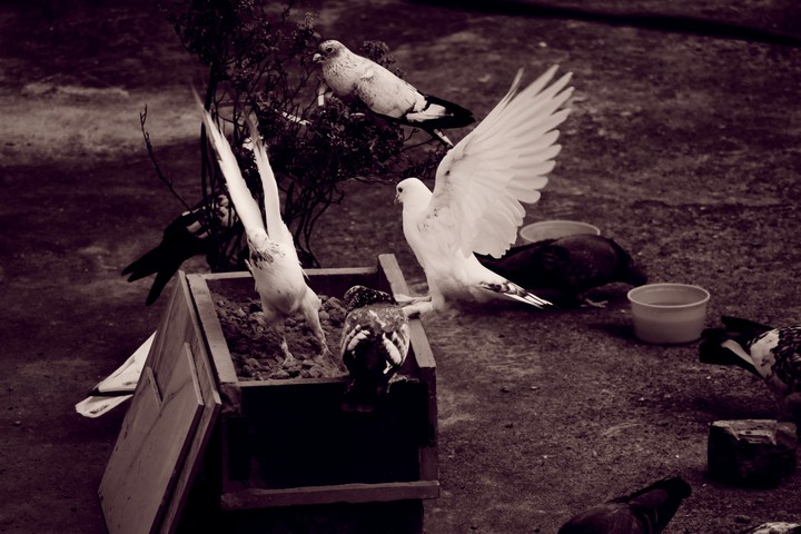 Birds
