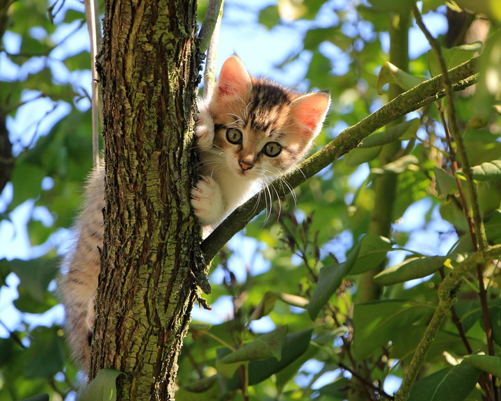 cat
